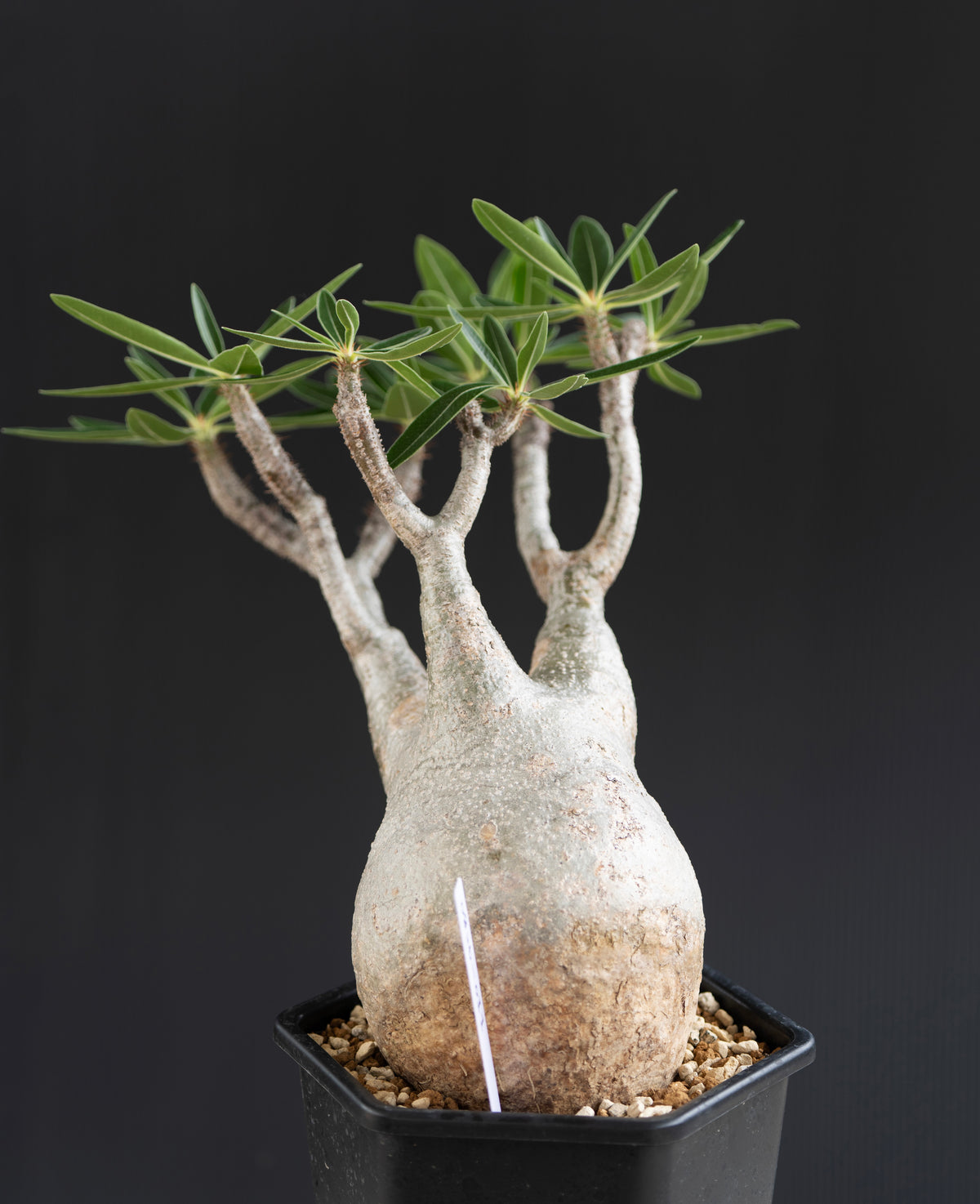 パキポディウム・グラキリス No.011｜Pachypodium rosulatum var. gracilius