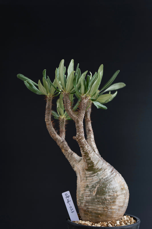 パキポディウム・グラキリス No.013｜Pachypodium rosulatum var. gracilius