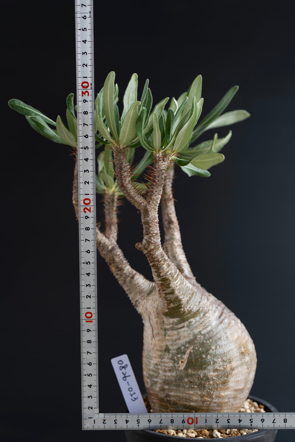 パキポディウム・グラキリス No.013｜Pachypodium rosulatum var. gracilius