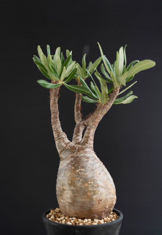 パキポディウム・グラキリス No.013｜Pachypodium rosulatum var. gracilius