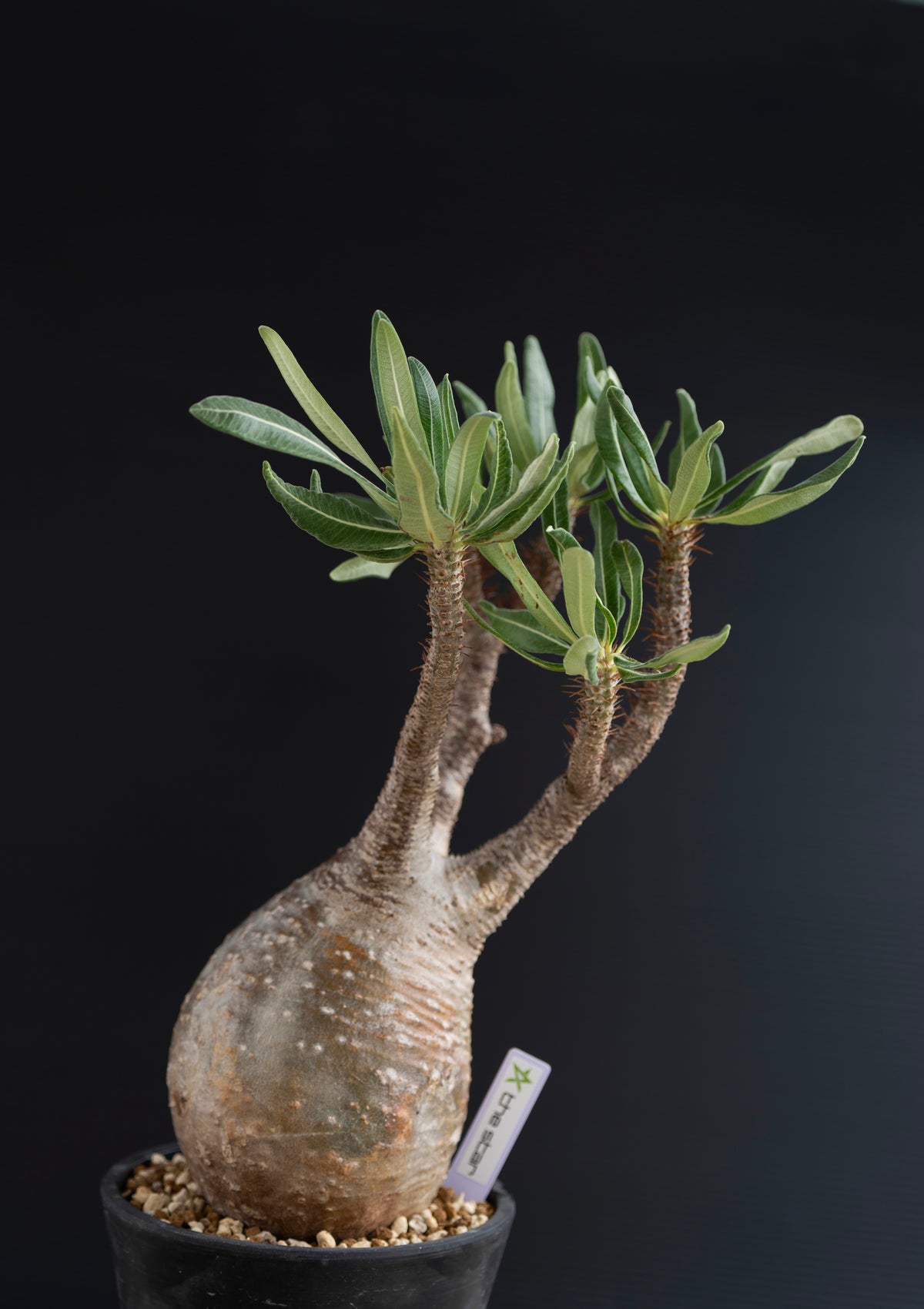 パキポディウム・グラキリス No.013｜Pachypodium rosulatum var. gracilius