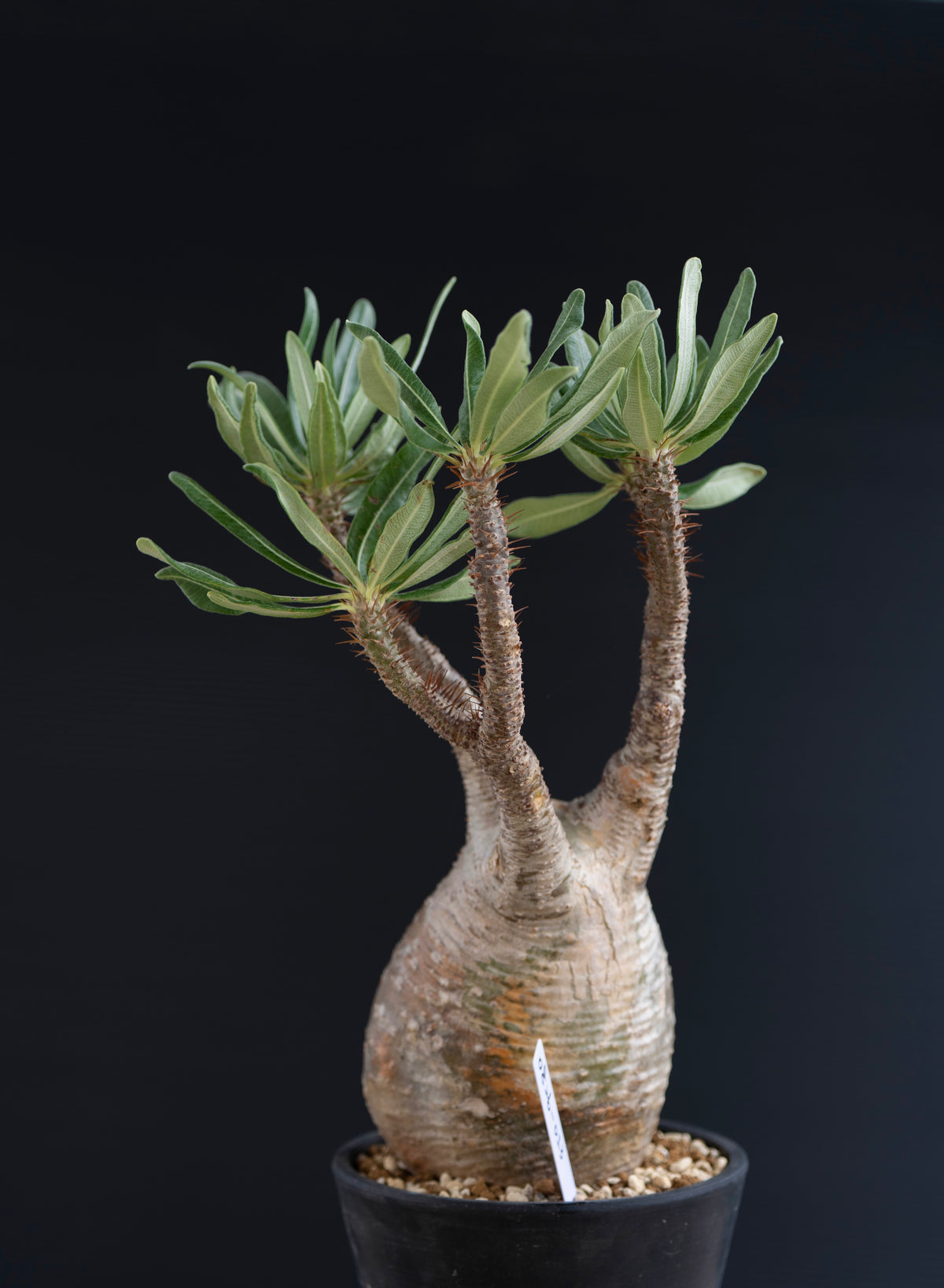 パキポディウム・グラキリス No.013｜Pachypodium rosulatum var. gracilius