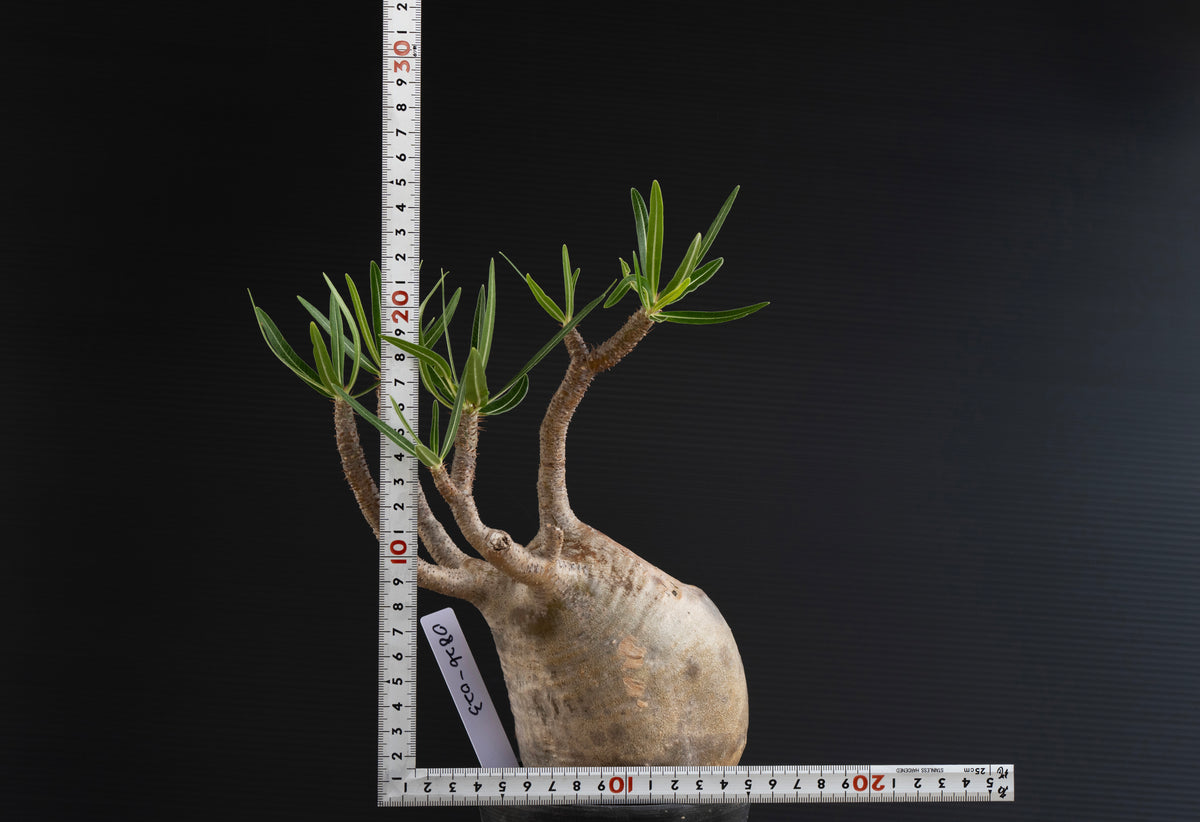 パキポディウム・グラキリス No.023｜Pachypodium rosulatum var. gracilius