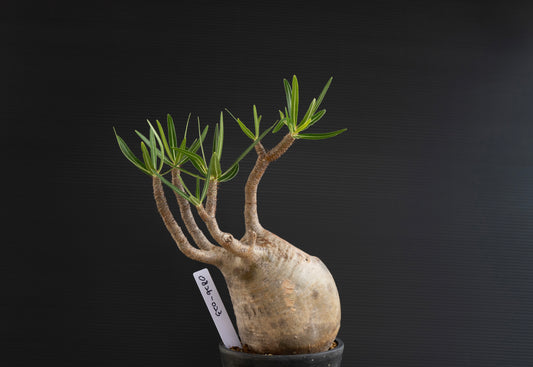 パキポディウム・グラキリス No.023｜Pachypodium rosulatum var. gracilius