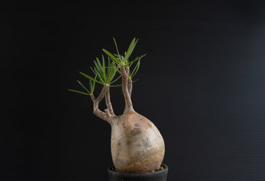 パキポディウム・グラキリス No.023｜Pachypodium rosulatum var. gracilius