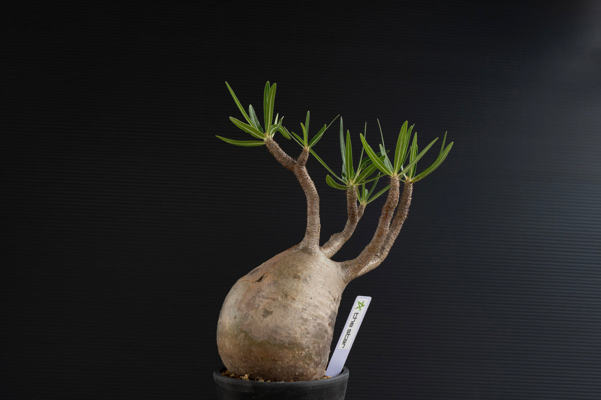 パキポディウム・グラキリス No.023｜Pachypodium rosulatum var. gracilius