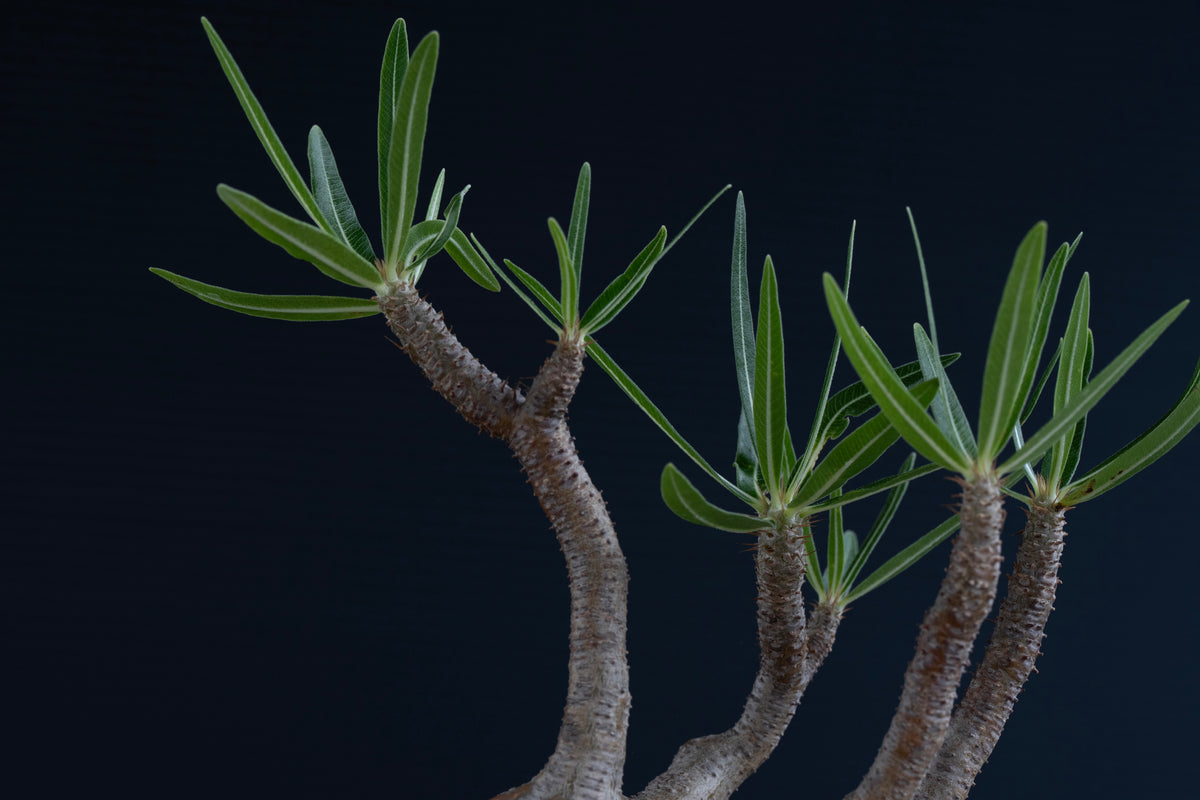 パキポディウム・グラキリス No.023｜Pachypodium rosulatum var. gracilius
