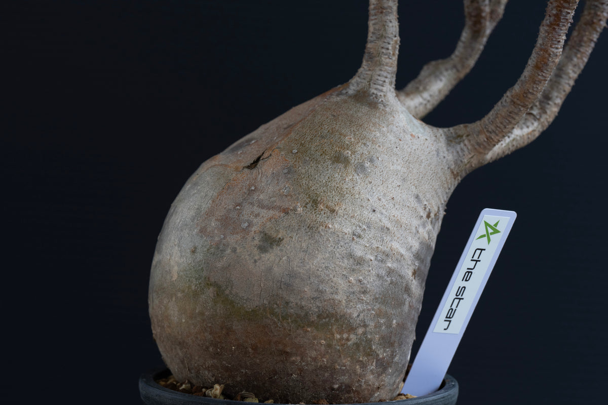 パキポディウム・グラキリス No.023｜Pachypodium rosulatum var. gracilius