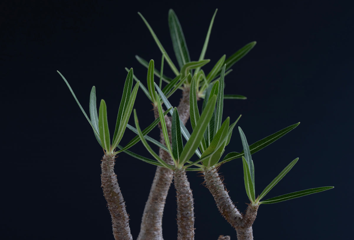 パキポディウム・グラキリス No.023｜Pachypodium rosulatum var. gracilius