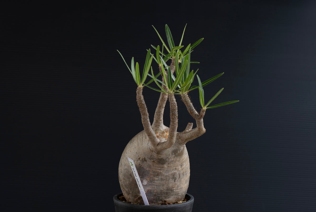 パキポディウム・グラキリス No.023｜Pachypodium rosulatum var. gracilius