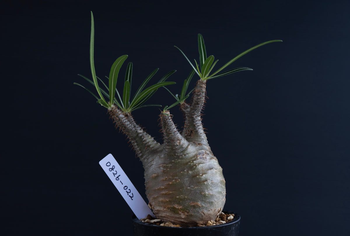 パキポディウム・グラキリス No.022｜Pachypodium rosulatum var. gracilius