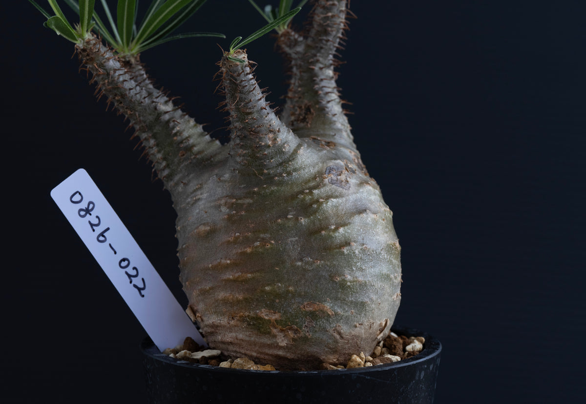 パキポディウム・グラキリス No.022｜Pachypodium rosulatum var. gracilius