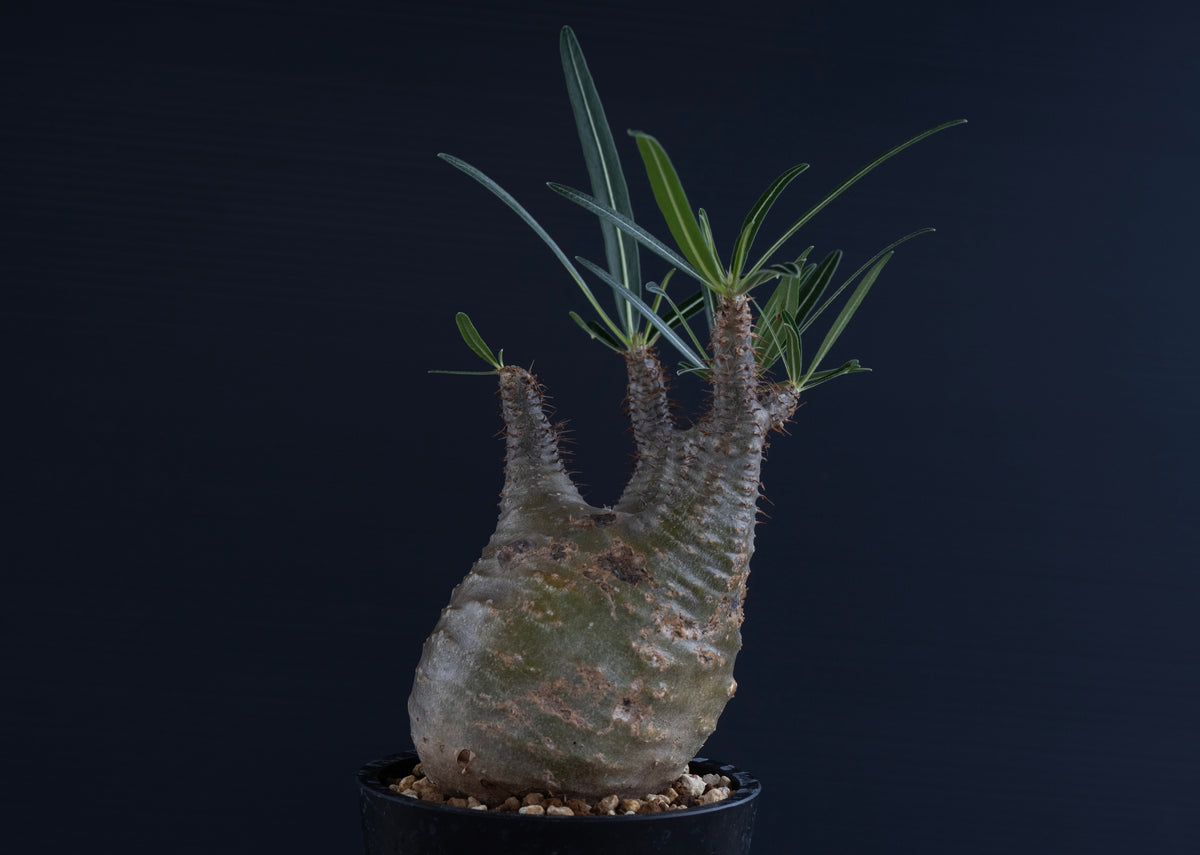 パキポディウム・グラキリス No.022｜Pachypodium rosulatum var. gracilius