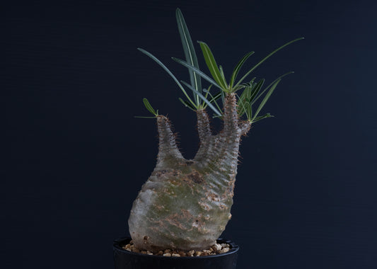 パキポディウム・グラキリス No.022｜Pachypodium rosulatum var. gracilius