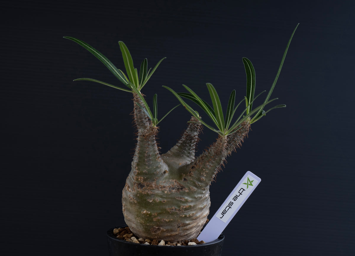 パキポディウム・グラキリス No.022｜Pachypodium rosulatum var. gracilius