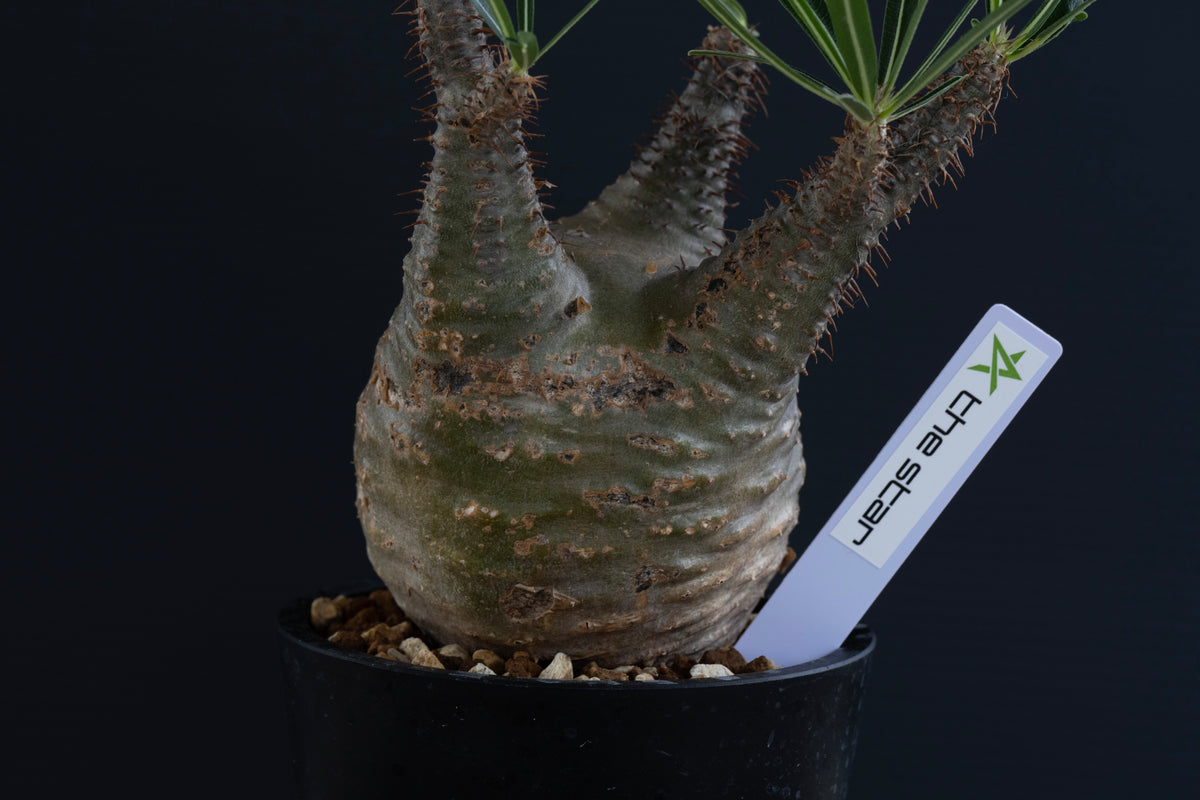 パキポディウム・グラキリス No.022｜Pachypodium rosulatum var. gracilius