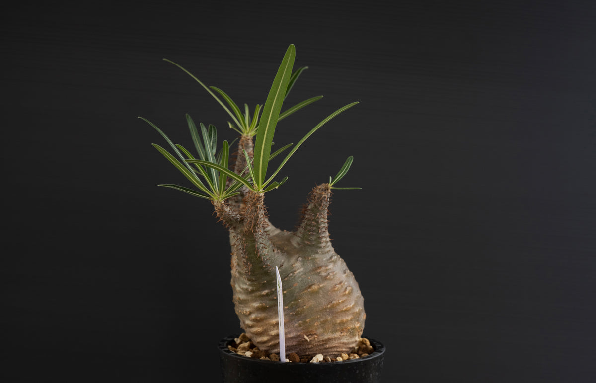 パキポディウム・グラキリス No.022｜Pachypodium rosulatum var. gracilius