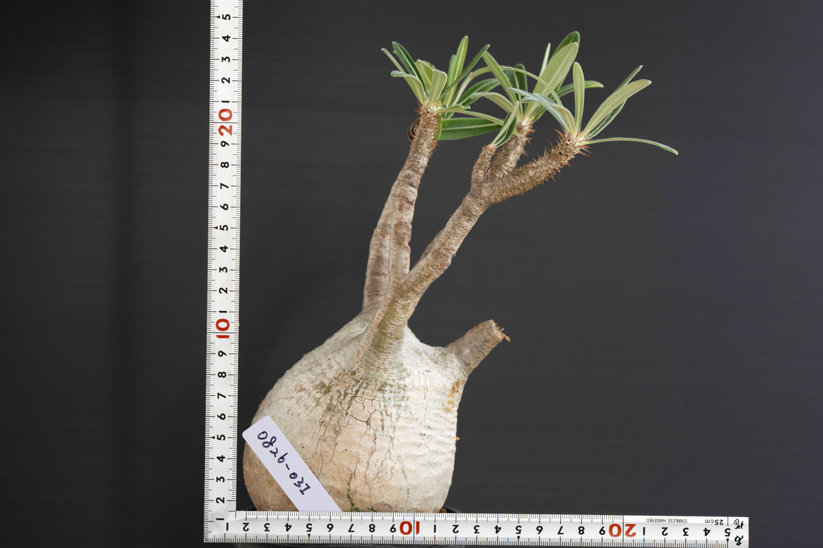パキポディウム・グラキリス No.031｜Pachypodium rosulatum var. graciliu