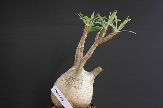 パキポディウム・グラキリス No.031｜Pachypodium rosulatum var. graciliu