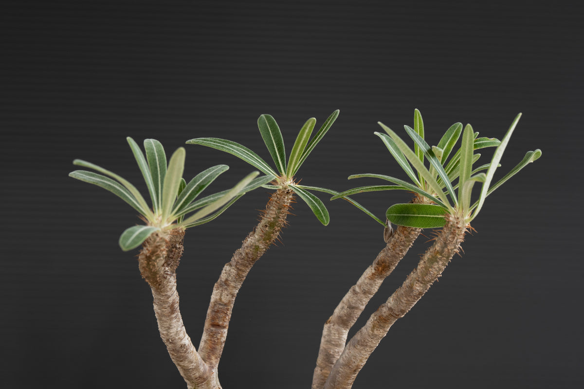 パキポディウム・グラキリス No.031｜Pachypodium rosulatum var. graciliu