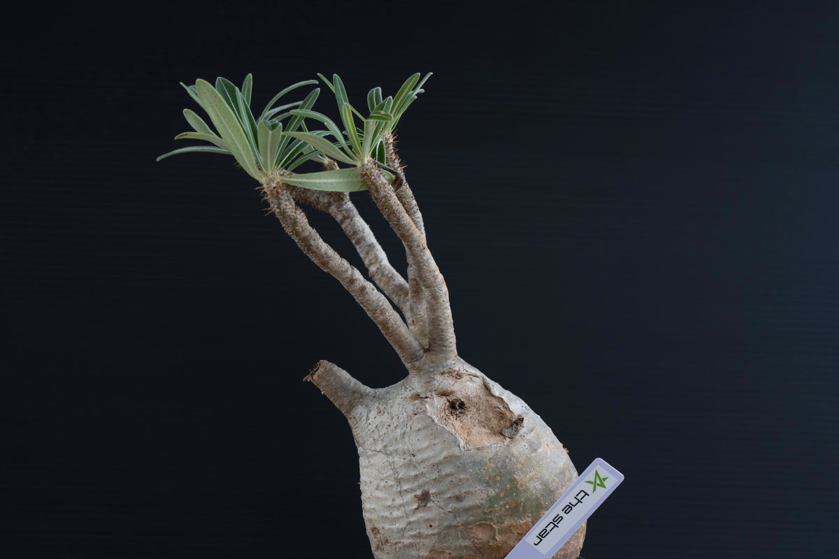 パキポディウム・グラキリス No.031｜Pachypodium rosulatum var. graciliu