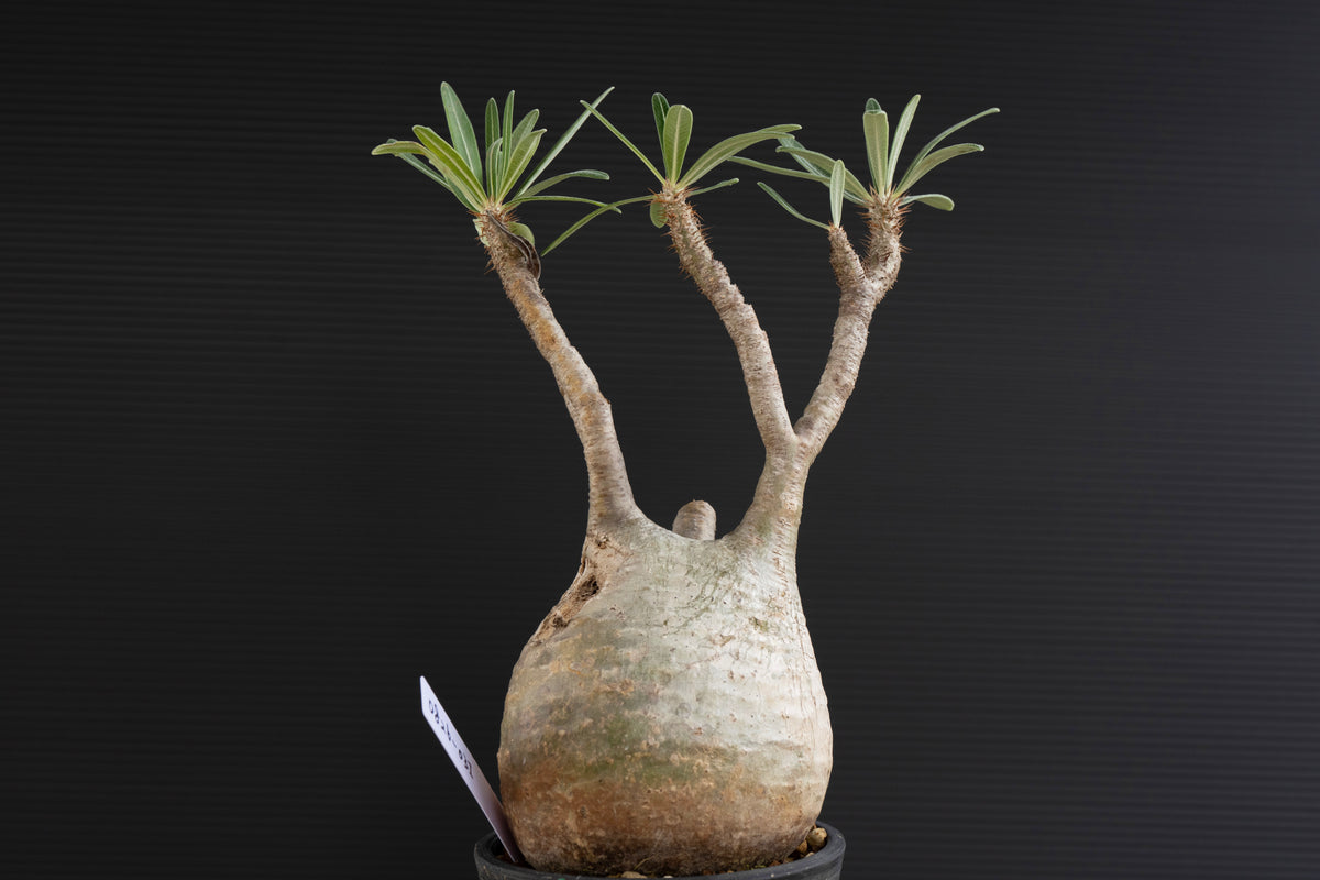 パキポディウム・グラキリス No.031｜Pachypodium rosulatum var. graciliu