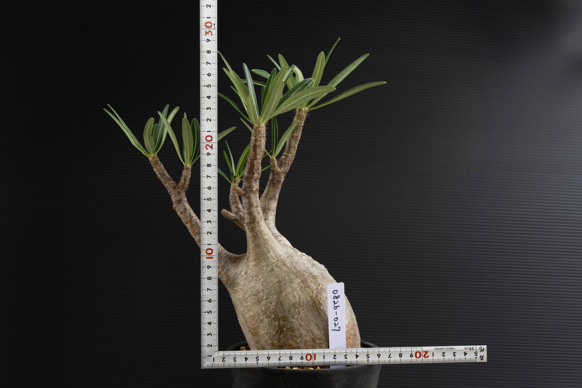 パキポディウム・グラキリス No.028｜Pachypodium rosulatum var. graciliu