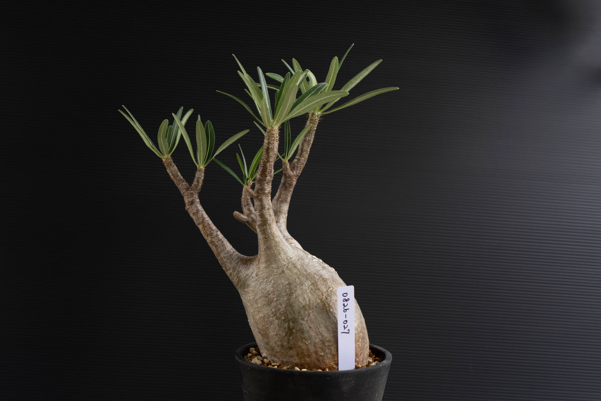 パキポディウム・グラキリス No.028｜Pachypodium rosulatum var. graciliu