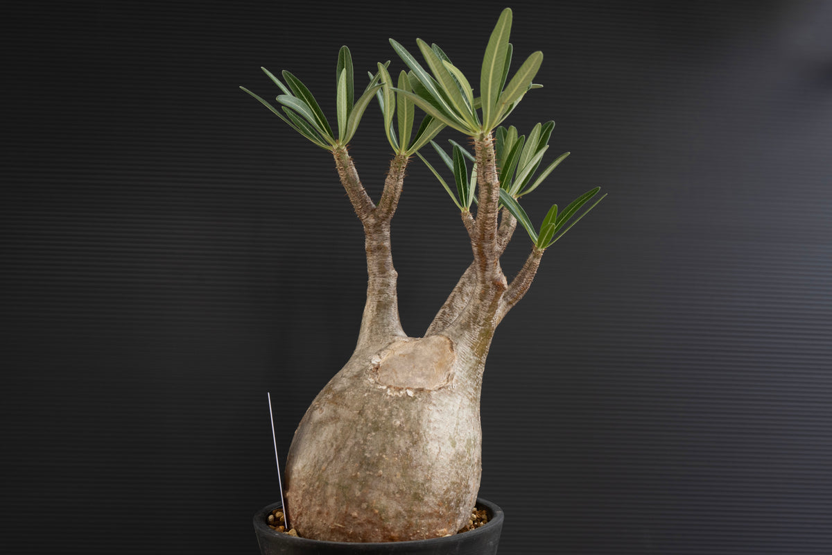 パキポディウム・グラキリス No.028｜Pachypodium rosulatum var. graciliu