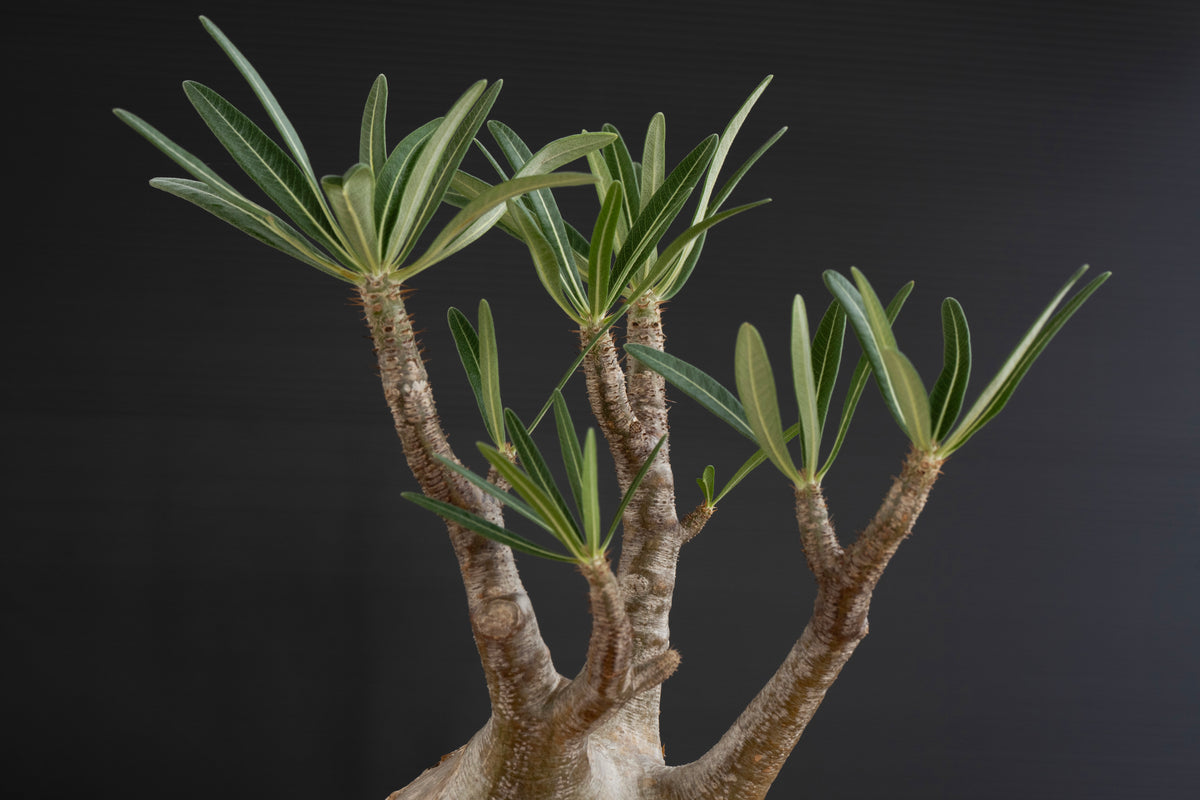 パキポディウム・グラキリス No.028｜Pachypodium rosulatum var. graciliu