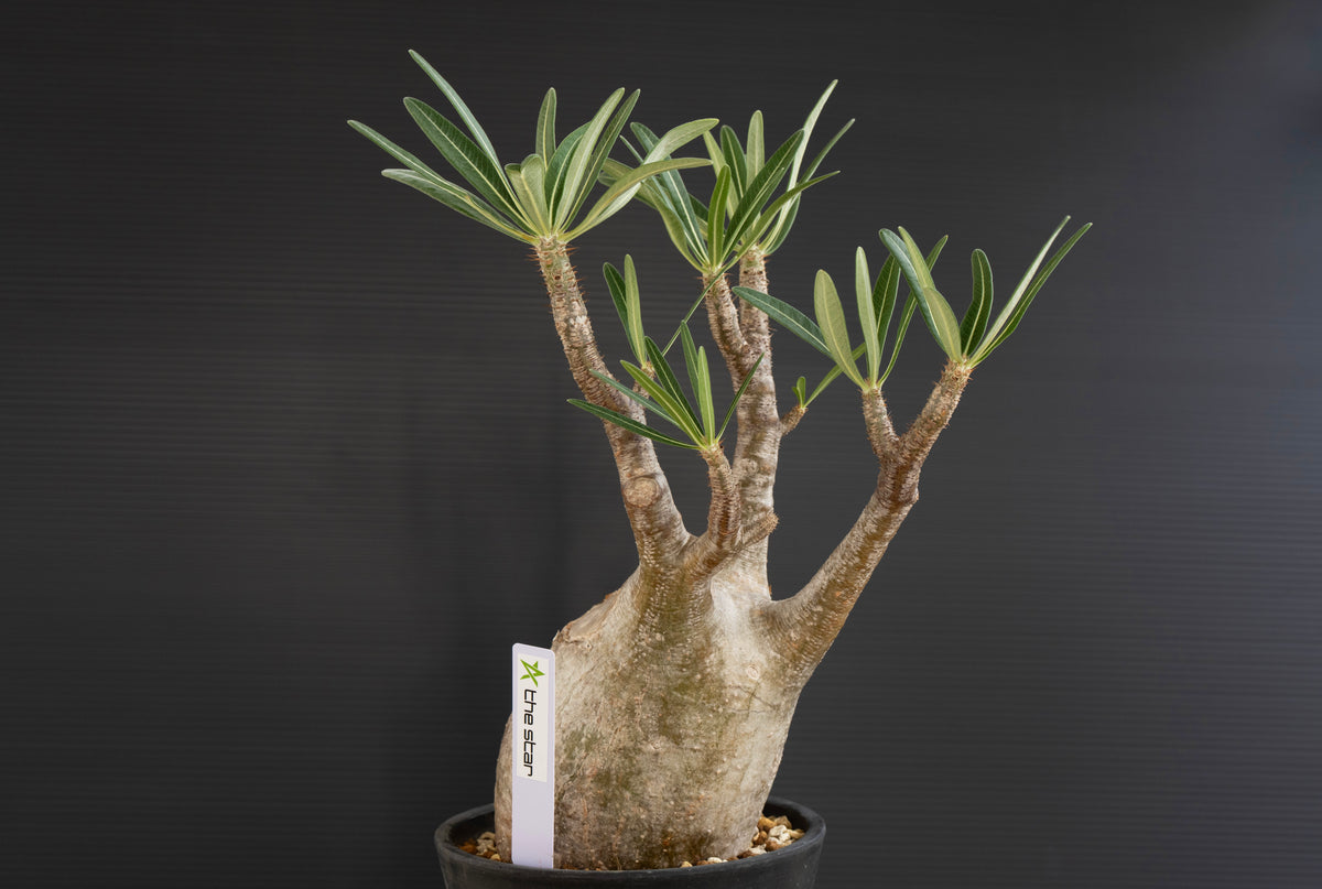 パキポディウム・グラキリス No.028｜Pachypodium rosulatum var. graciliu