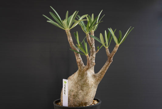 パキポディウム・グラキリス No.028｜Pachypodium rosulatum var. graciliu