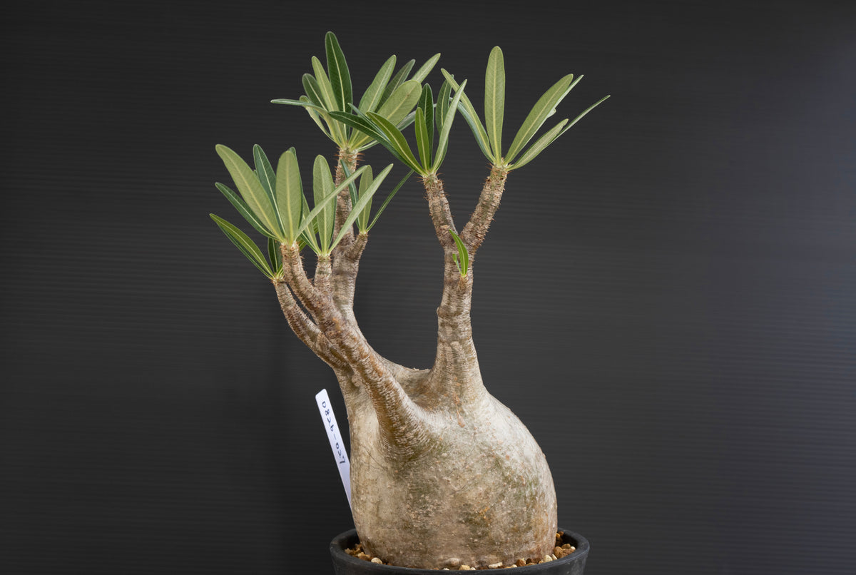パキポディウム・グラキリス No.028｜Pachypodium rosulatum var. graciliu